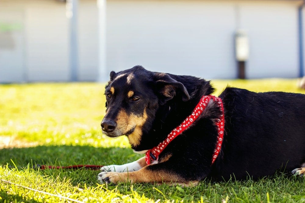 Corgi Rottweiler Mix: Info, Pictures, Characteristics & Facts