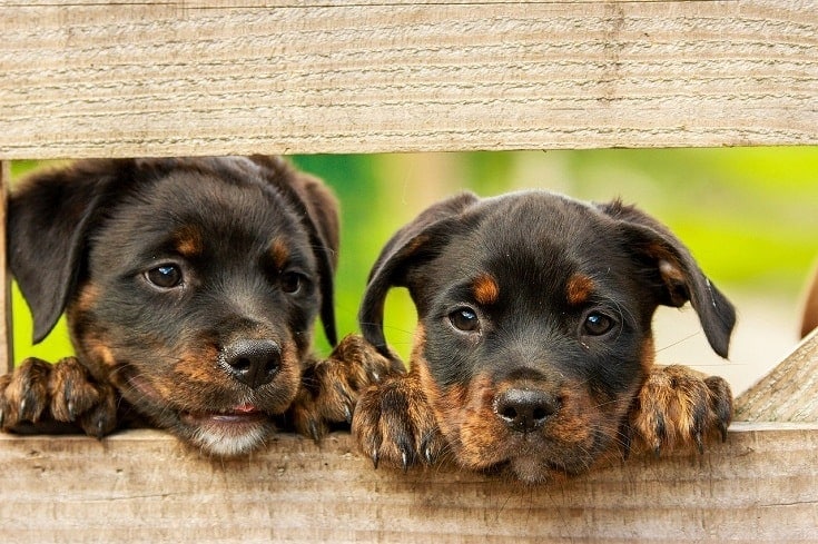 13 Black & Brown Dog Breeds (With Info & Pictures)