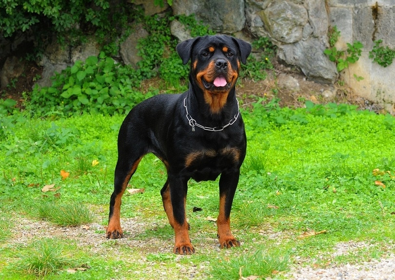 Rottweiler Growth & Weight Chart (Puppy to Adult)
