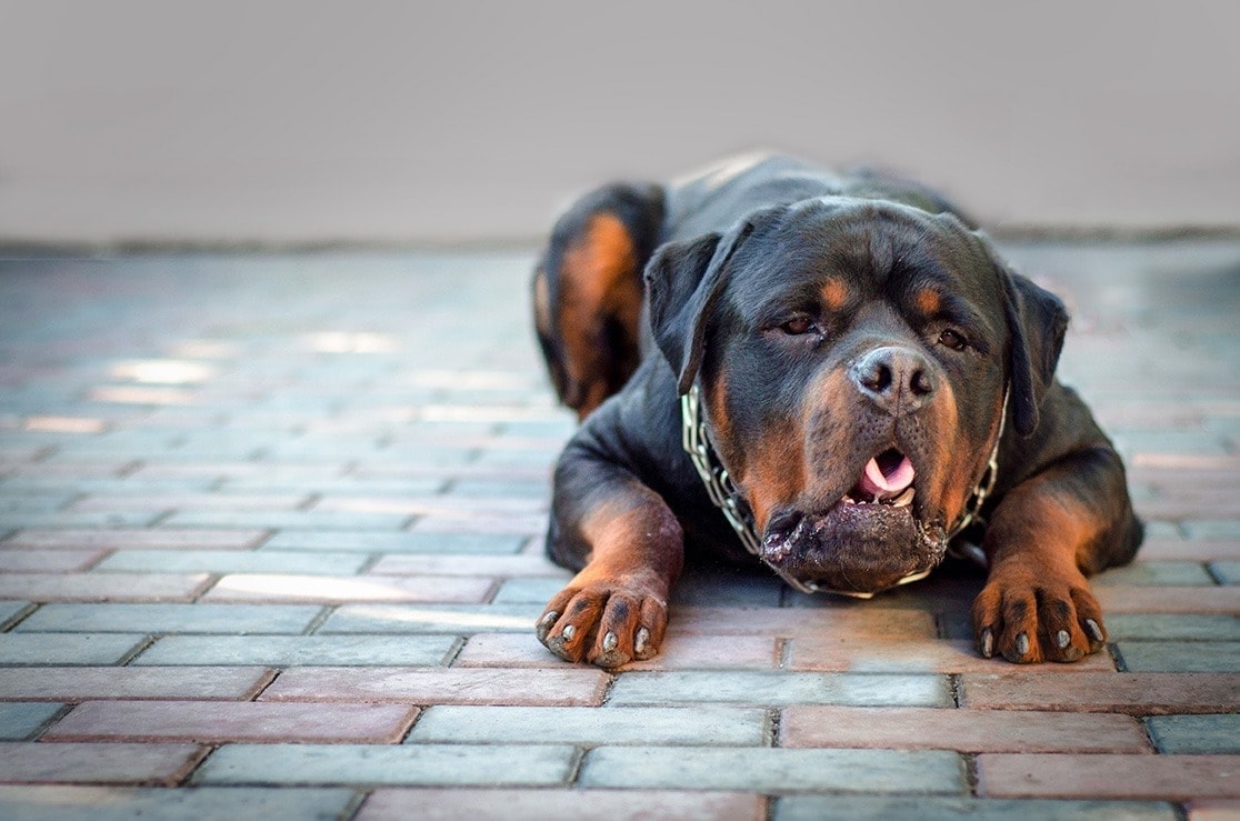 5 Natural Home Remedies for Dog Vomiting - Vet Approved Tips!
