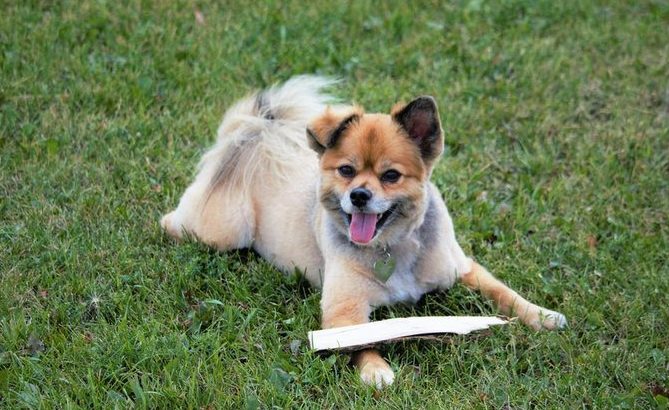 Jack-A-Ranian (Pomeranian & Jack Russell Terrier Mix): Info, Pictures, Facts