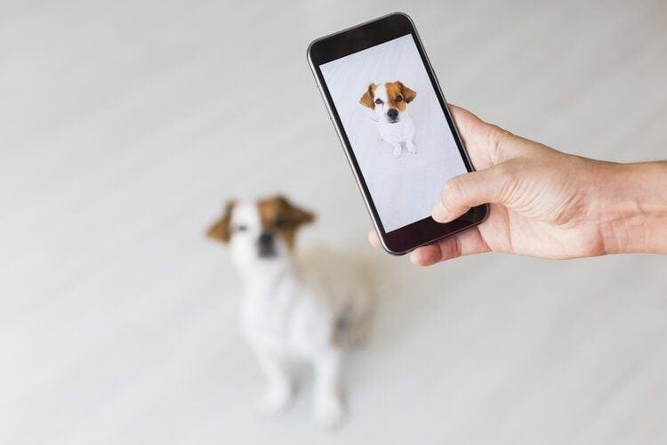 Top 20 Dog Instagram Accounts Every Pet Lover Should Follow