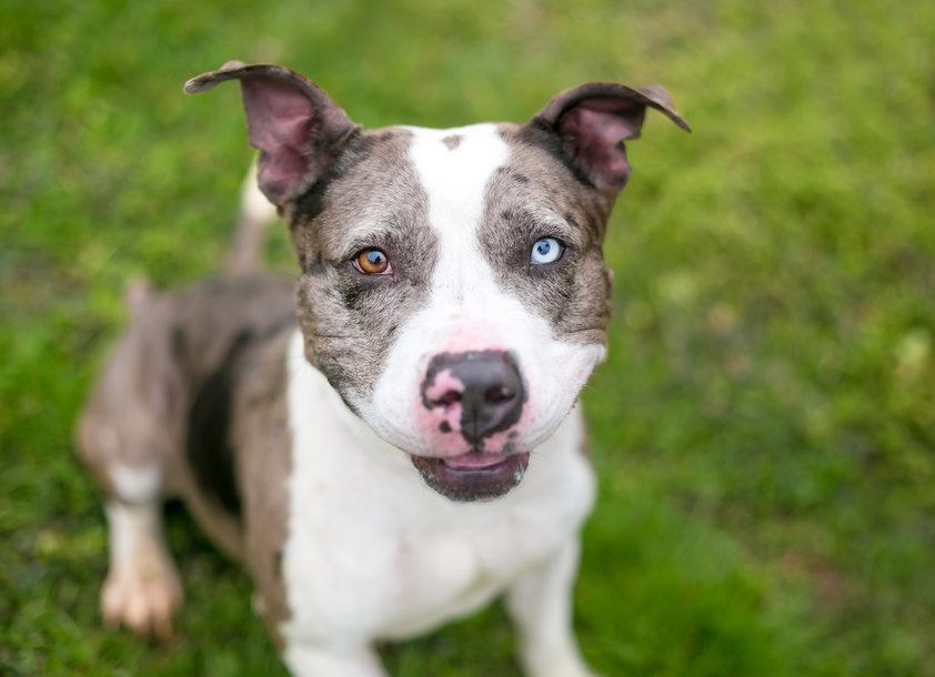 Pitahoula (Catahoula & Pitbull Mix) Breed Info: Pictures, Traits, & Facts