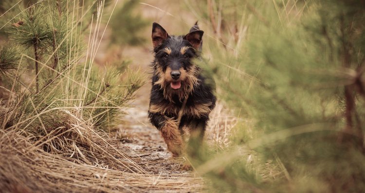 Jagdterrier: Info, Pictures, Characteristics & Facts