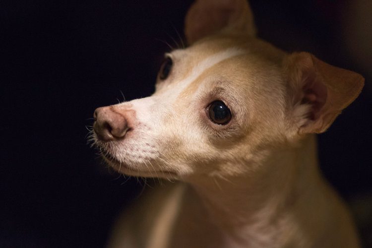 corgi chihuahua mix