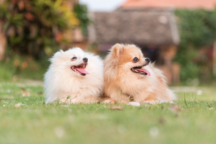 20 Pomeranian Colors, Patterns & Combinations (With Pictures)