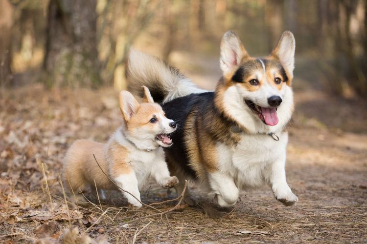 9 Corgi Colors & Markings (With Pictures)