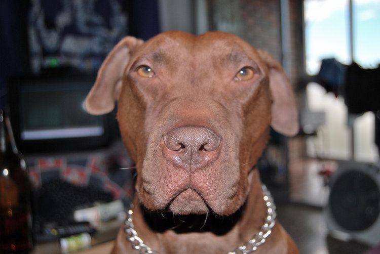 7 Dog Personality Types: Which One Is Your Dog?