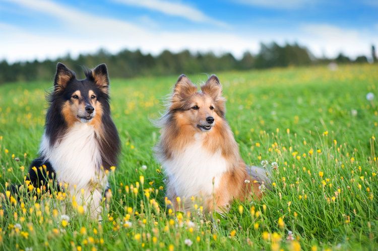 6 Shetland Sheepdog Colors & Patterns (With Pictures)