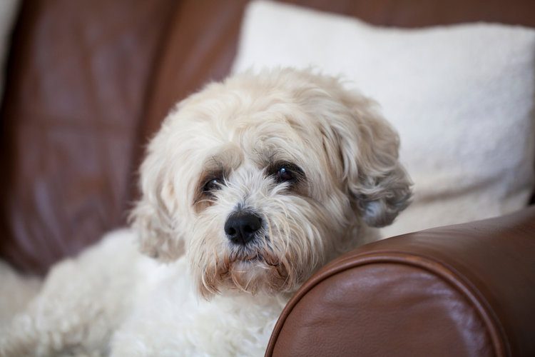 Zuchon (Shih-Tzu & Bichon Frise Mix): Info, Pictures, Facts & Traits