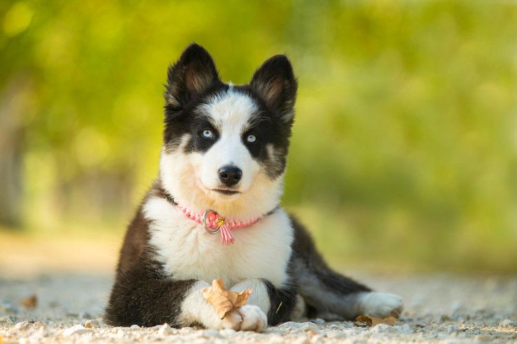 Yakutian Laika: Info, Pictures, Characteristics & More