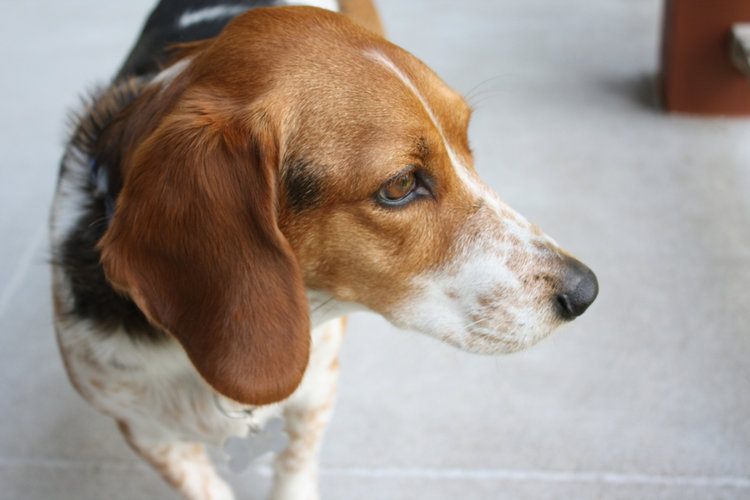 18 Basset Hound Mixed Breeds (With Info & Pictures)