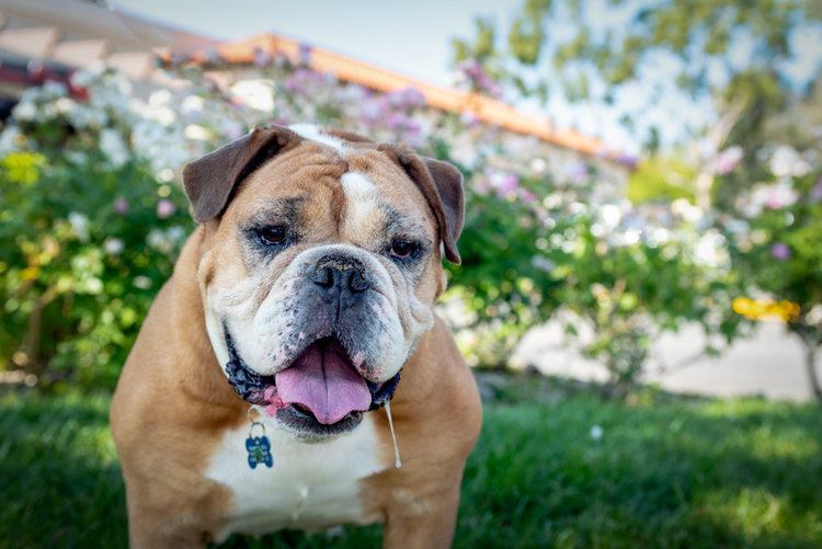 23 Bulldog Mixed Breeds (With Info & Pictures)
