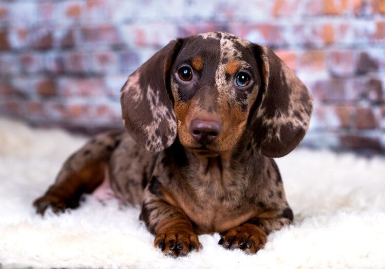 Red Dapple Dachshund: Info, Pictures, Traits & More