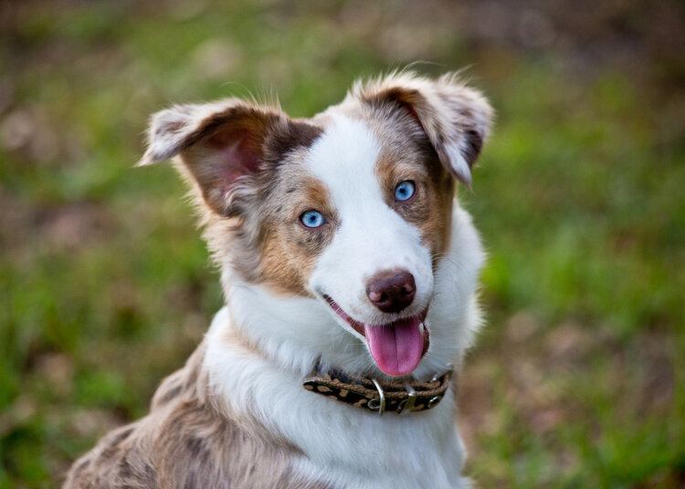 7 Dog Breeds With Blue Eyes (With Info & Pictures)