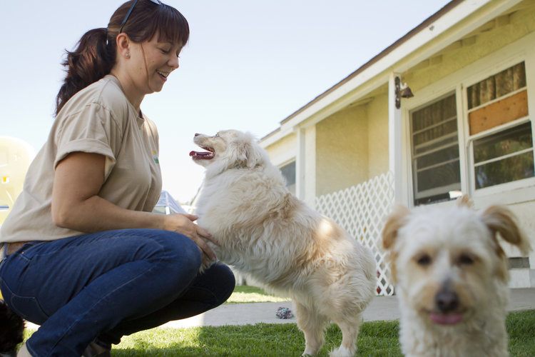 10 Vet-Verified Benefits of Doggy Daycare