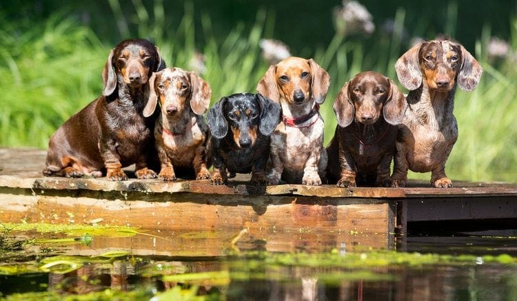 12 Dachshund Colors, Patterns, & Markings (With Pictures)