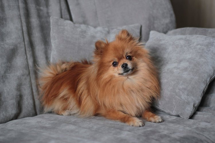 When Do Pomeranians Go into Heat? Vet-Verified Signs to Look For & Care Tips