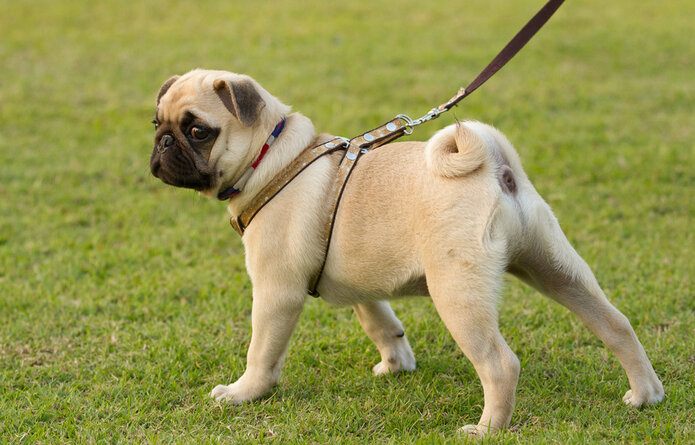 Why Do Pugs Have Curly Tails? The Interesting Answer