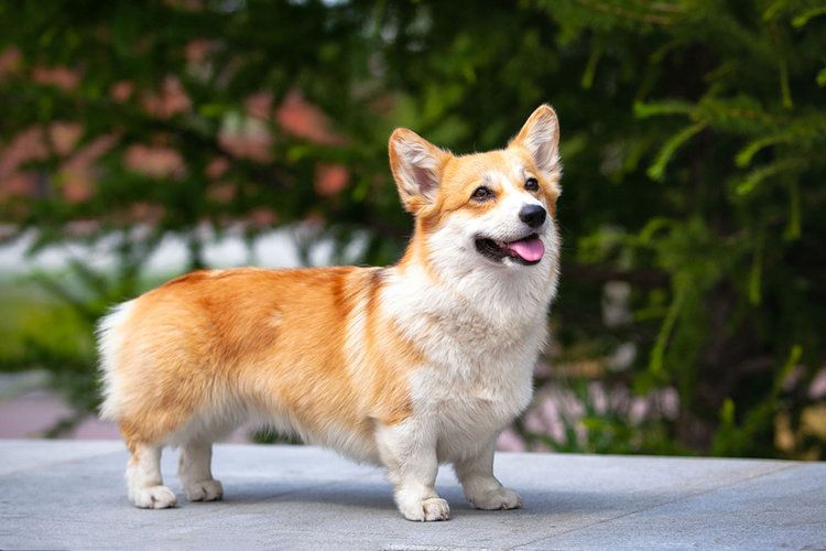 40 Corgi Mixed Breeds (With Info & Pictures)