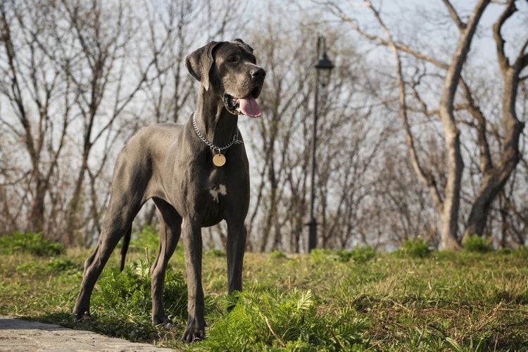 16 Great Dane Mixes: An Overview (with Pictures)