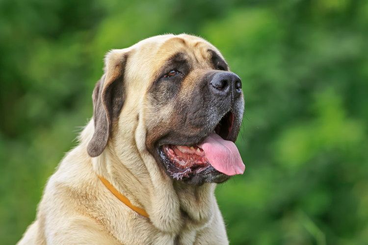 19 Mastiff Mixed Breeds (With Info & Pictures)