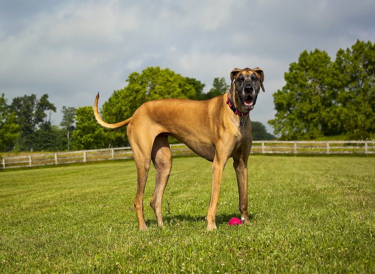 Who Is the Biggest Dog in the World? Current & All-Time Records (2026 Update)