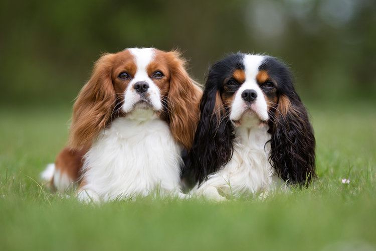 4 Cavalier King Charles Spaniel Colors (With Pictures)