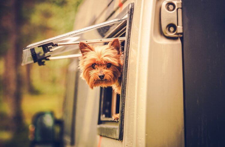 RVing With Dogs: 12 Things to Consider