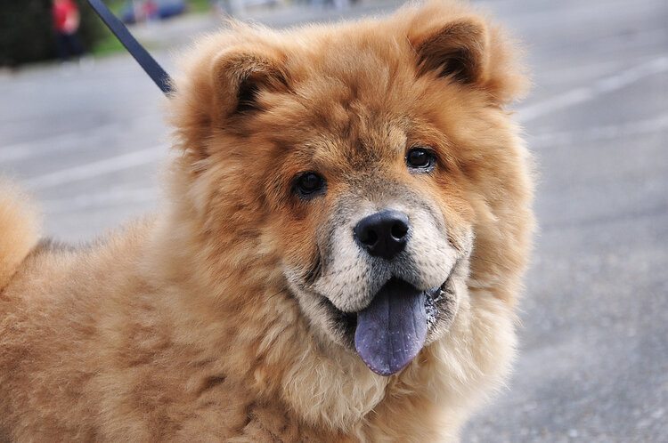9 Dog Breeds With Blue Tongues (With Info & Pictures)