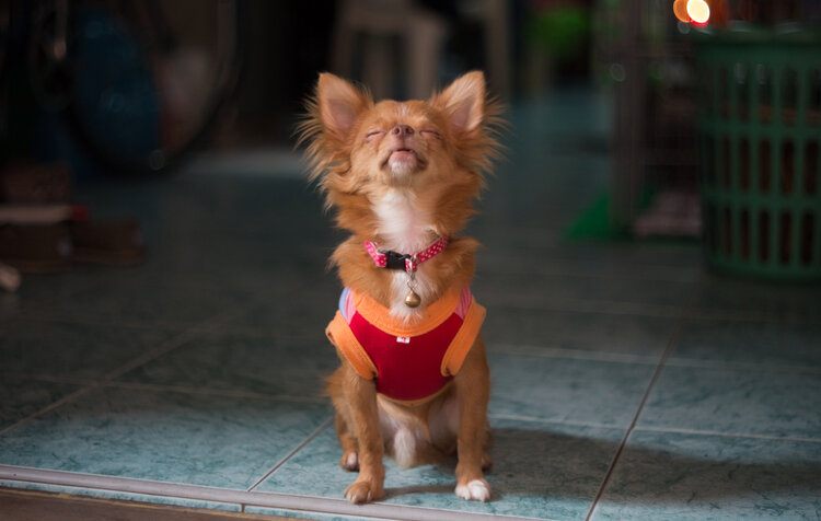 Why Does My Dog Bark at His Food? 6 Vet-Reviewed Reasons & Solutions