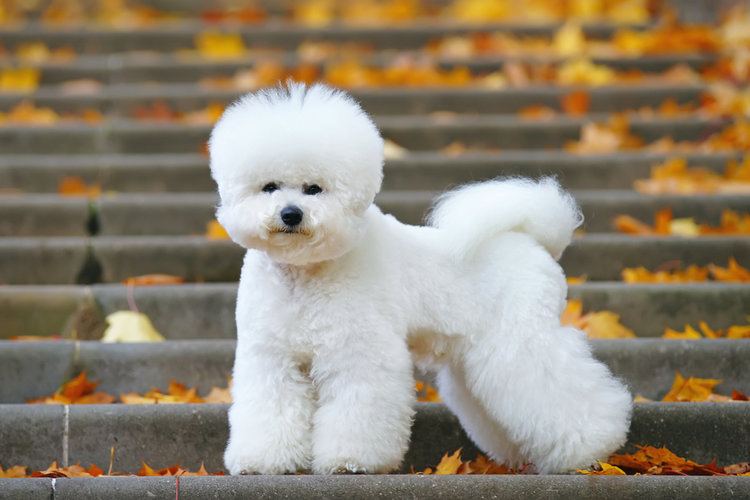 14 Adorable Bichon Frise Mixed Breeds (With Info & Pictures)