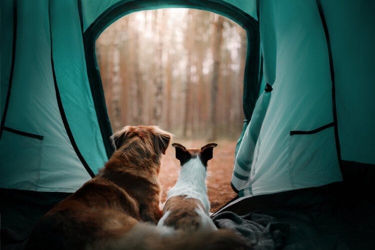 9 Best Dog Camping Beds – 2026 Reviews & Top Picks