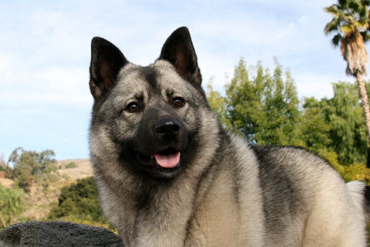 9 Scandinavian Dog Breeds (With Info & Pictures)