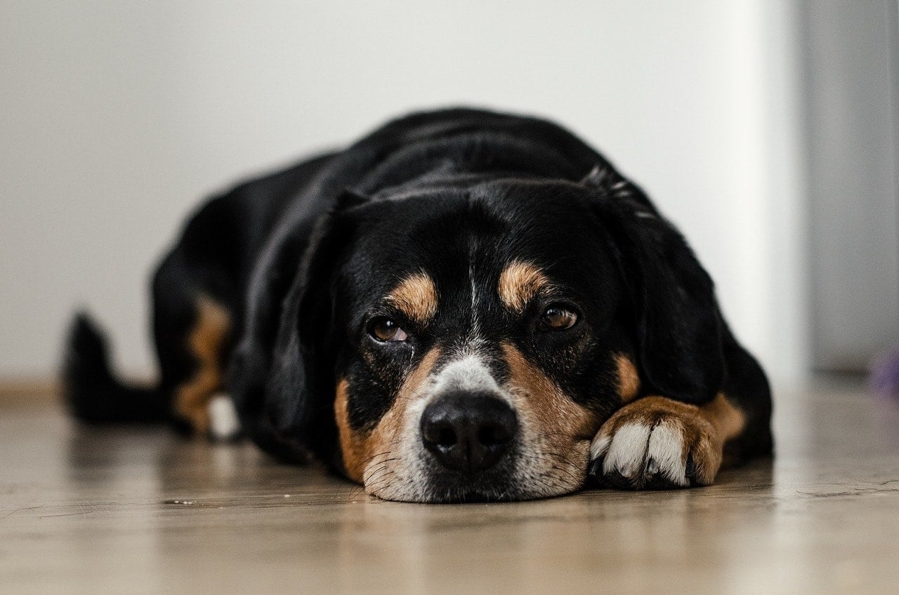 Depression in Dogs (Vet Answer): Signs, Causes & Treatments