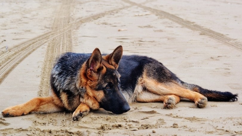 Why Do German Shepherds Whine? 7 Reasons & How to Stop It