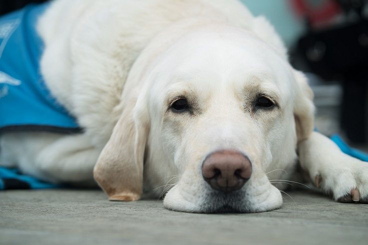 Can Dogs Suffer From Mental Illness? Vet-Reviewed Canine Behavioral Problems