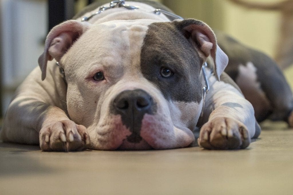 sad pitbull