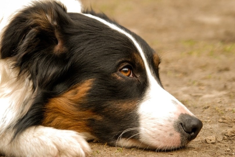 How to Prevent Dog Regurgitation: 5 Tips & Tricks