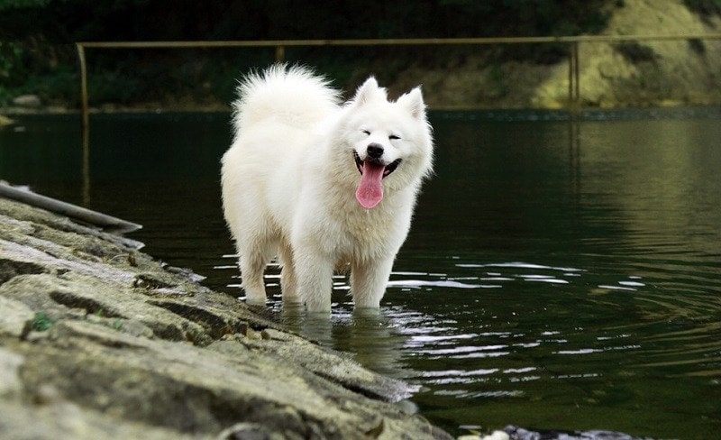 78 Dog Breeds that Start With S: Complete List (With Info & Pictures)