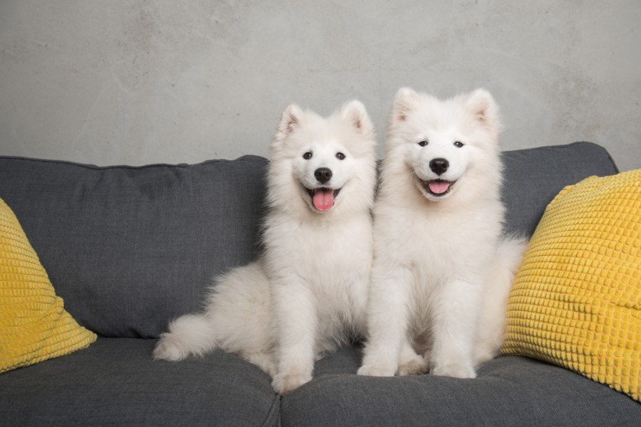 When Do Dogs Stop Growing? Growth by Breed Size Explained