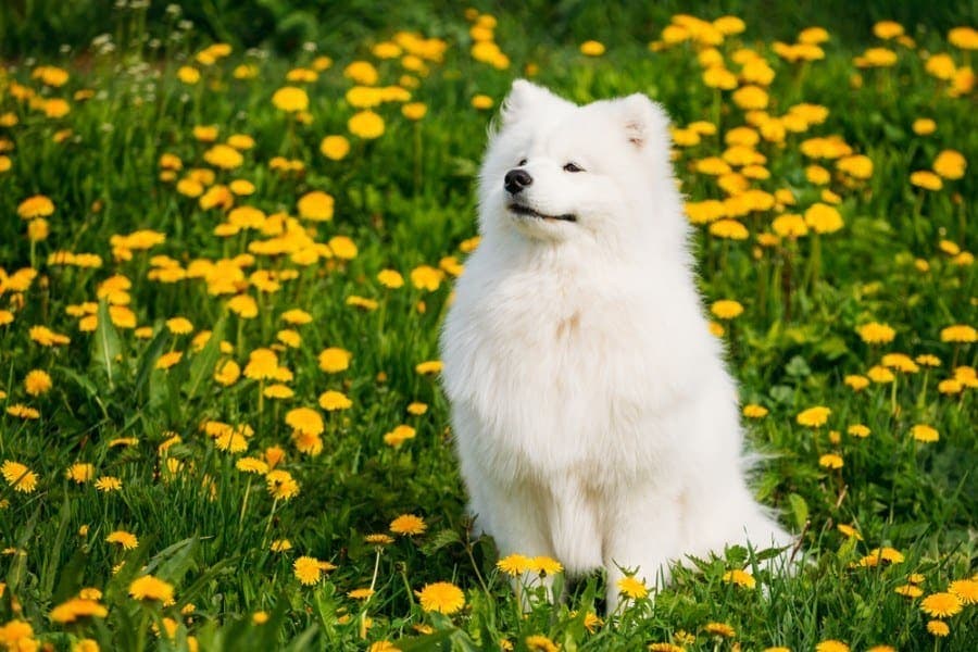 Samoyed Dog Breed: Info, Pictures, Facts & Traits