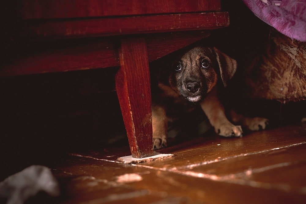 How to Find Hidden Dog Pee & Get Rid of the Smell: 4 Easy Steps