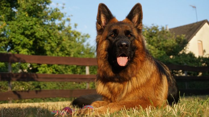 12 German Shepherd Colors, Markings & Patterns (with Pictures)