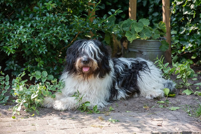 Schapendoes | Breed Info: Pictures, Characteristics & Facts