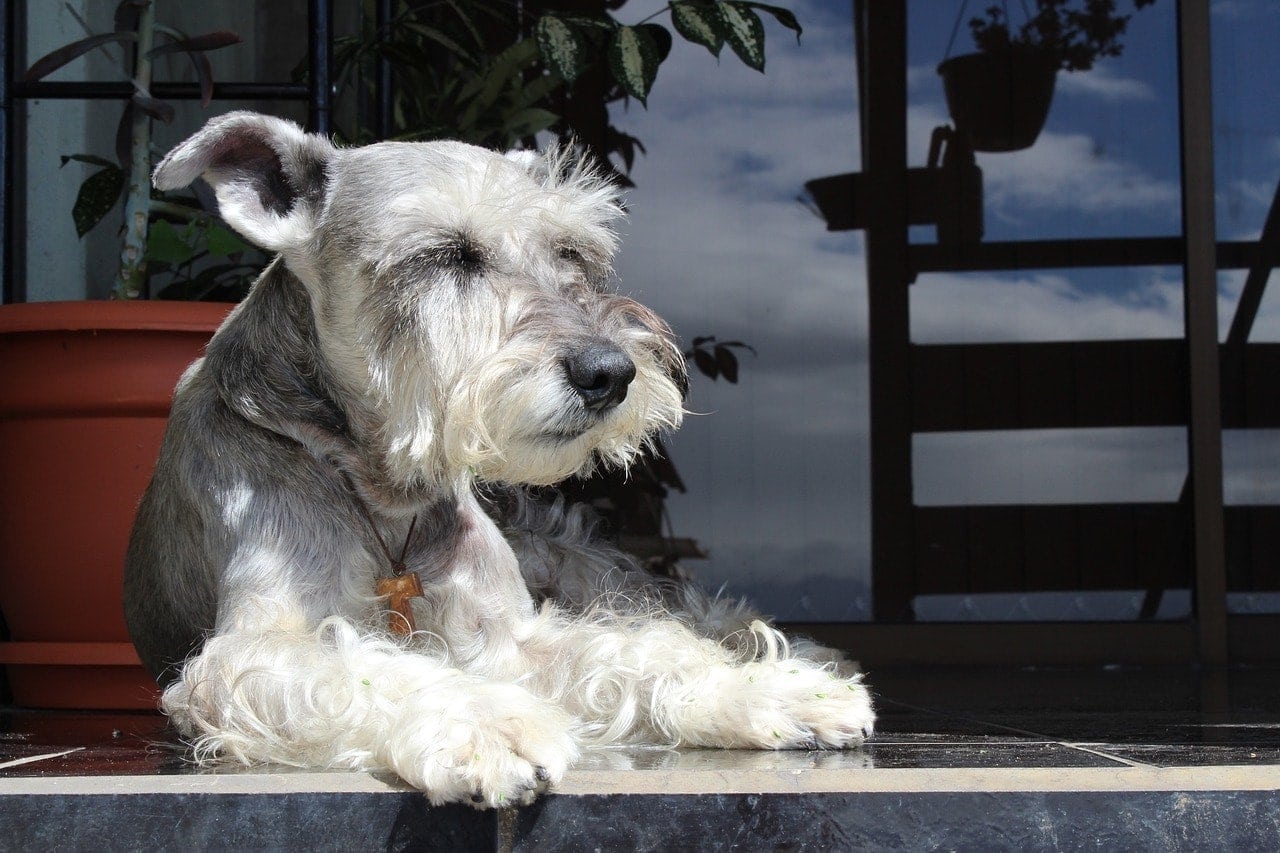 Why Won't My Dog Come Inside? 6 Reasons & Solutions