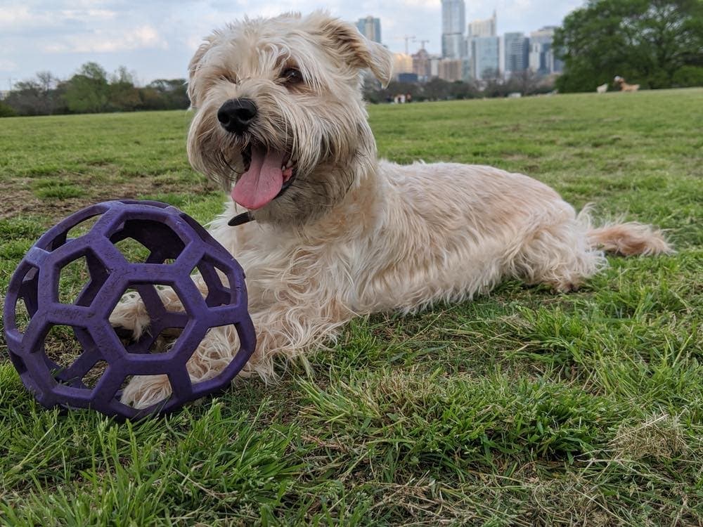 Shih Tzu Schnauzer Mix (Schnau-Tzu) Dog Breed Info & Pictures