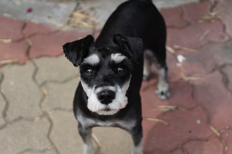 Schnauzer Bulldog Mix (English Bulldog & Miniature Schnauzer): Info, Pictures, Traits & Facts