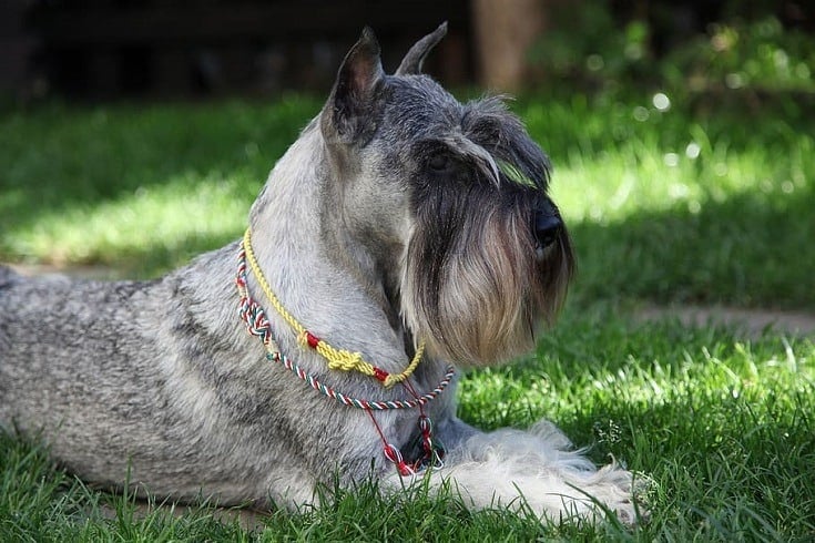 Top 10 Dog Breeds With Beards & Mustaches (With Info & Pictures)