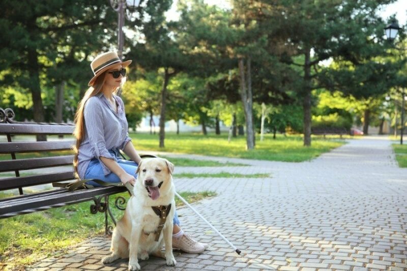 What Is the Cost of a Service Dog? 2026 Price Guide